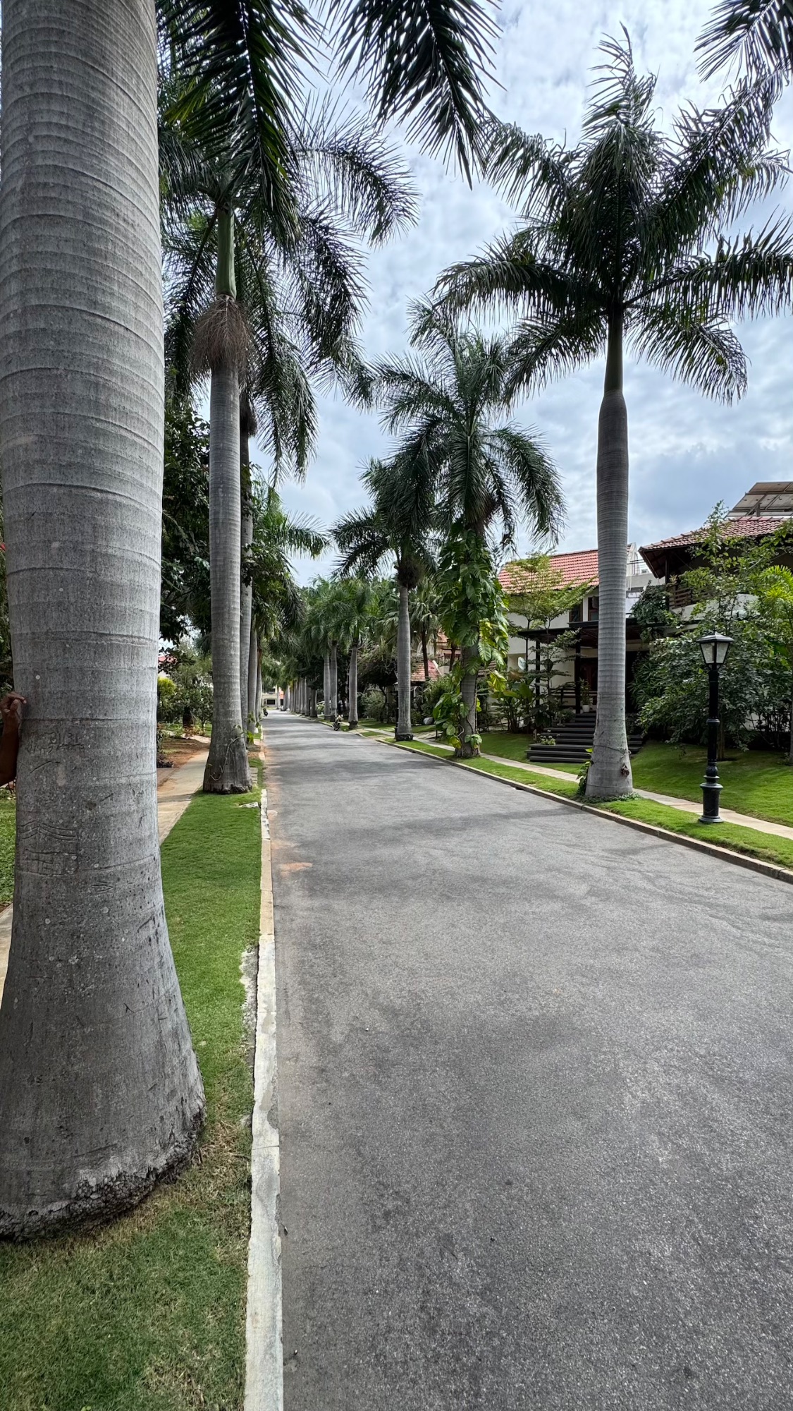 The avenue outside, a line of palms.