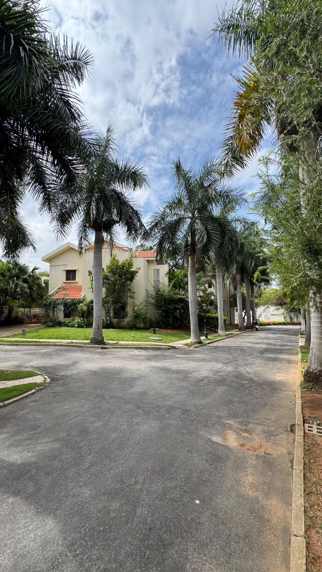 Palms along the avenue.